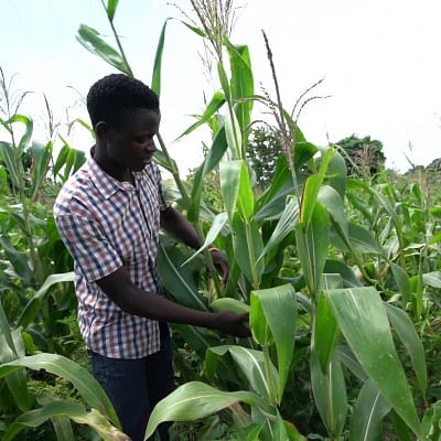 Yona in his maize field
